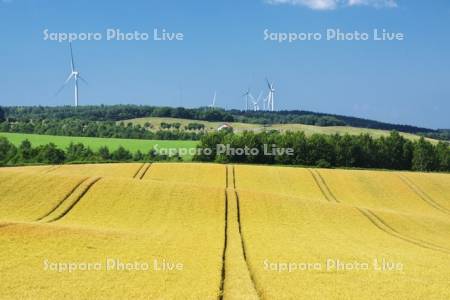 麦畑と風力発電