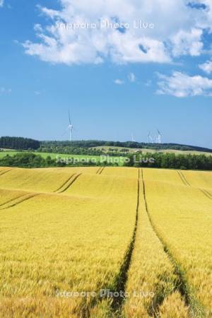 麦畑と風力発電