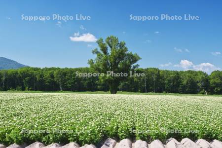 ジャガイモの花と木