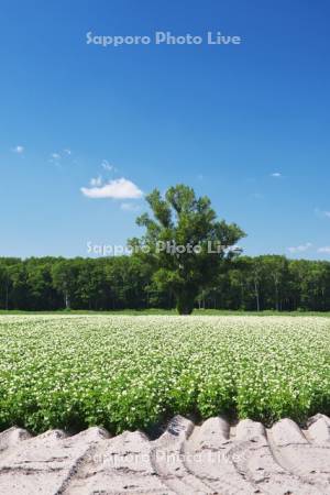 ジャガイモの花と木