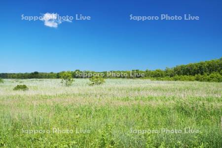 サギ沼原生花園