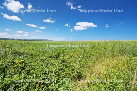 コムケ原生花園