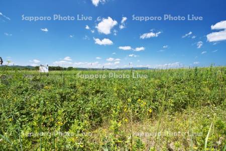 コムケ原生花園