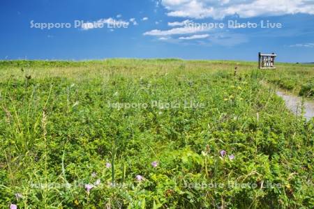 オムサロ原生花園