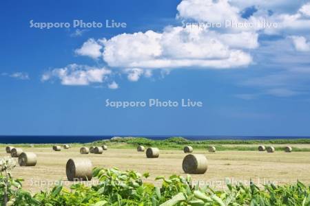 麦わらロールと雲