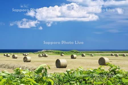 麦わらロールと雲