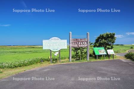 ベニヤ原生花園