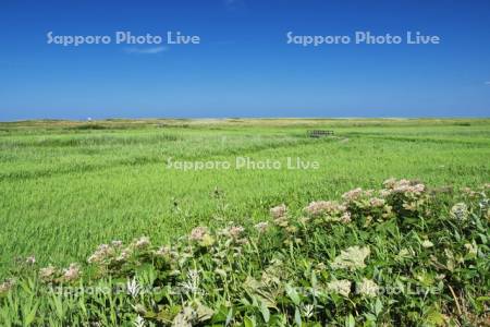 ベニヤ原生花園