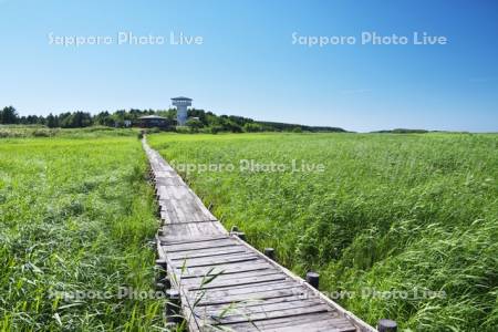 ベニヤ原生花園と木道