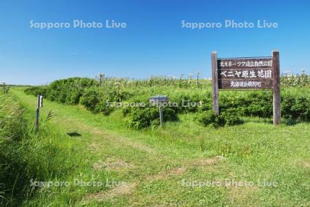 ベニヤ原生花園
