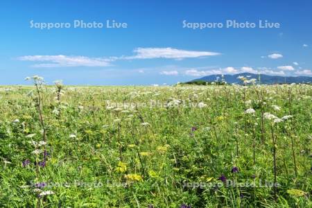ベニヤ原生花園