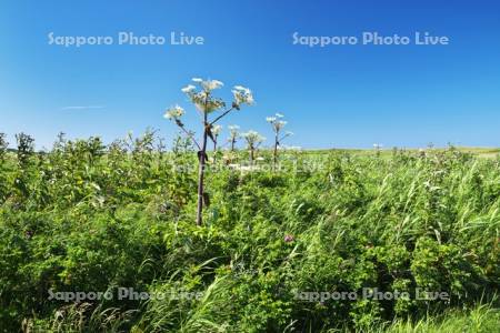 ベニヤ原生花園