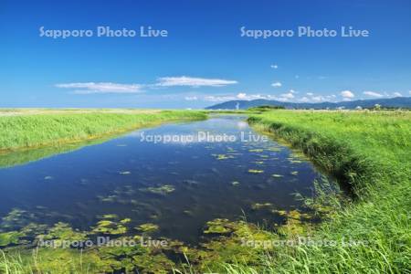 ベニヤ原生花園