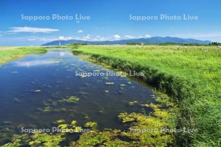 ベニヤ原生花園