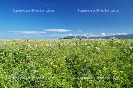 ベニヤ原生花園