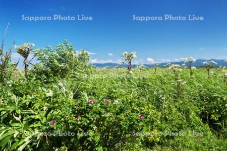 ベニヤ原生花園