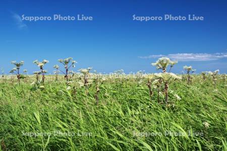 ベニヤ原生花園