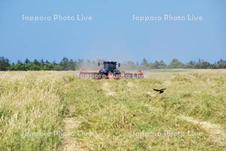 牧草の刈取り