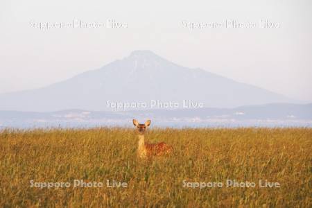 利尻島とエゾシカ