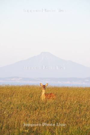 利尻島とエゾシカ