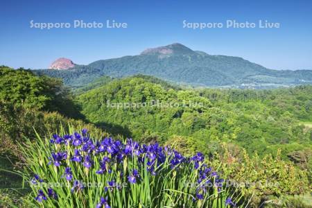 有珠山と昭和新山（左）とアヤメ