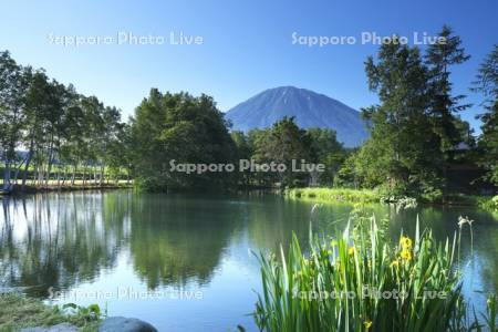 羊蹄姿見池と羊蹄山とキショウブ