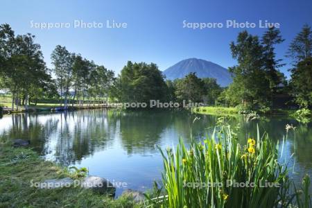 羊蹄姿見池と羊蹄山とキショウブ