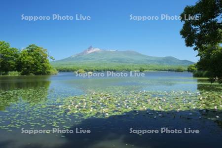 大沼と駒ケ岳とエゾノヒツジグサ