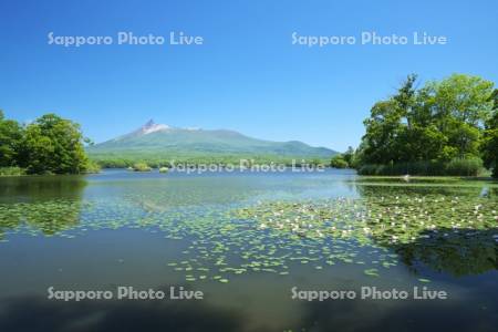 大沼と駒ケ岳とエゾノヒツジグサ
