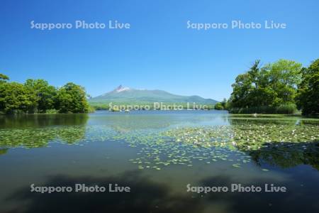 大沼と駒ケ岳とエゾノヒツジグサ