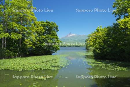 大沼と駒ケ岳とネムロコウホネ