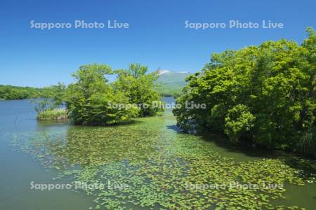 大沼と駒ケ岳とネムロコウホネ