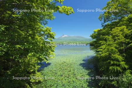 大沼と駒ケ岳とネムロコウホネ