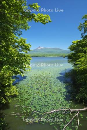 大沼と駒ケ岳とネムロコウホネ