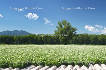 ジャガイモの花と木