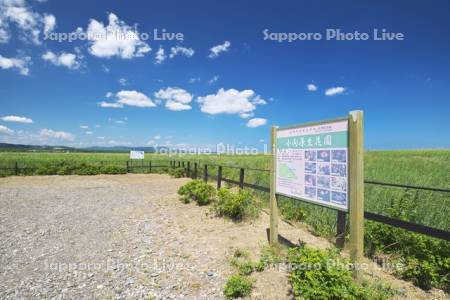 コムケ原生花園