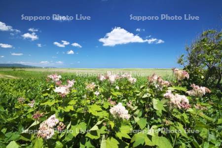 コムケ原生花園