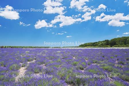 オホーツクラベンダー畑
