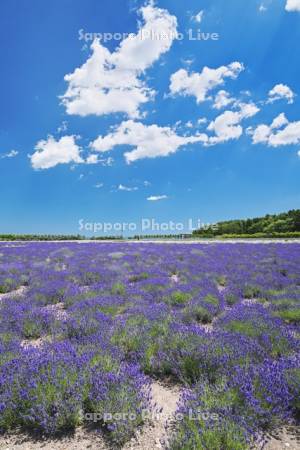 オホーツクラベンダー畑