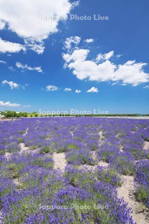 オホーツクラベンダー畑