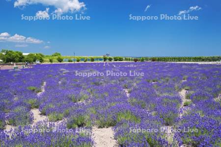 オホーツクラベンダー畑