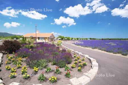 オホーツクラベンダー畑