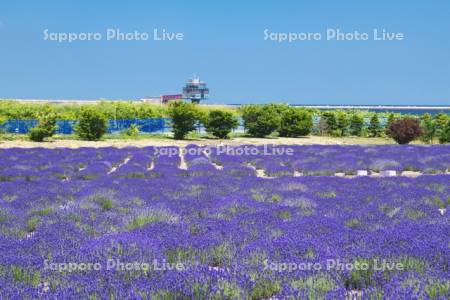 オホーツクラベンダー畑