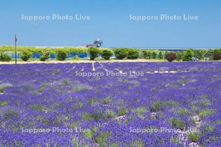 オホーツクラベンダー畑