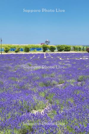 オホーツクラベンダー畑