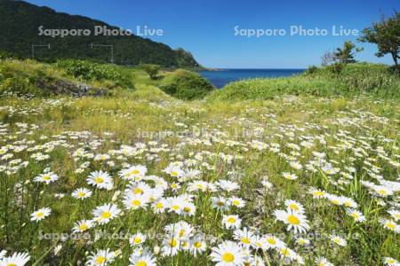 北見神威岬とオホーツク海　フランスギク