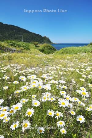 北見神威岬とオホーツク海　フランスギク