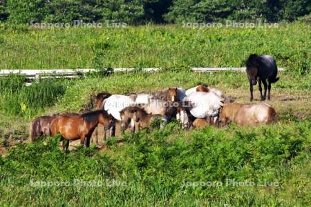 北方原生花園のウマの放牧
