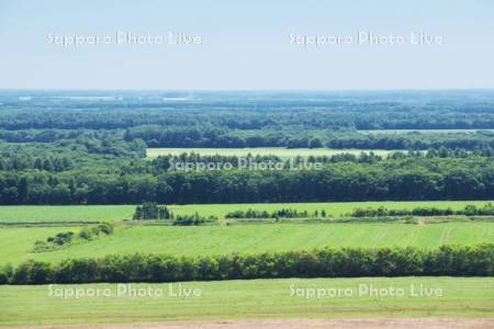 根釧台地の格子状防風林