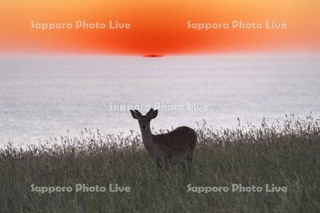 エゾシカと朝の海（オホーツク海）